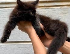 Котята Мейн кун