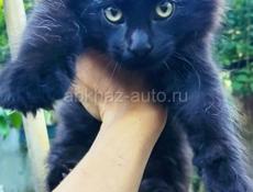 Котята Мейн кун