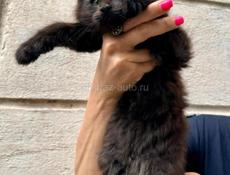 Котята Мейн кун