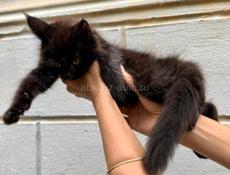 Котята Мейн кун