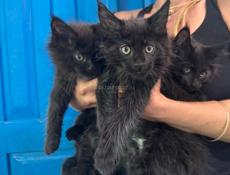 Котята Мейн кун