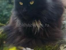 Котята Мейн кун