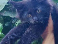 Котята Мейн кун