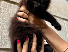 Котята Мейн кун