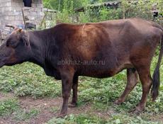 Продается корова 