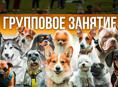 Кинолог.Групповые занятия для щенков