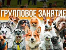 Кинолог.Групповые занятия для щенков
