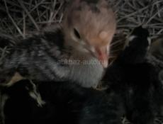 Продаются местные индюшата