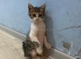 Котенок в добрые руки!