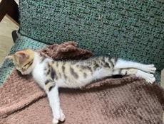 Котенок в добрые руки!