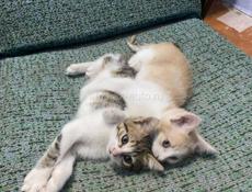 Котенок в добрые руки!