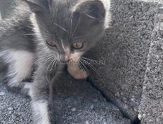 Котенок в добрые руки