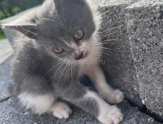 Котенок в добрые руки