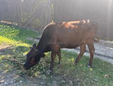 Продается 