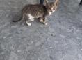 Отдам котят