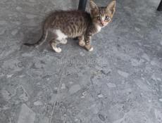 Отдам котят