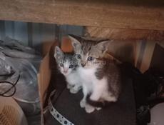 Отдам котят