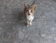Отдам котят