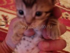 Отдам котят в добрые руки