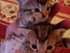 Отдам котят в добрые руки