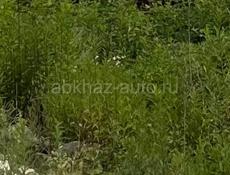 Алахадзе 