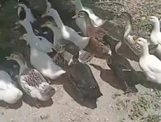 Утки 