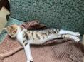 Котенок в добрые руки! 
