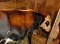 Есть два быка и корова 🐮+79407749824 +79407337933