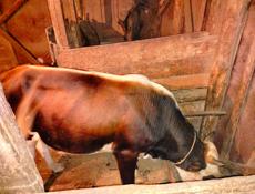 Есть два быка и корова 🐮+79407749824 +79407337933