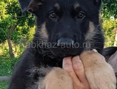 Немецкая овчарка