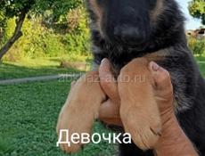 Немецкая овчарка