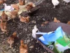 Цыплята 