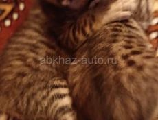 Отдам тигрят