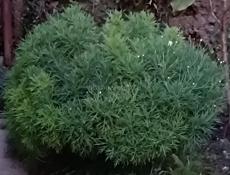 Ромашковое дерево 