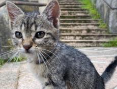 Кошечка в добрые руки