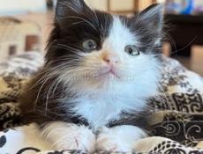 Отдам котенка