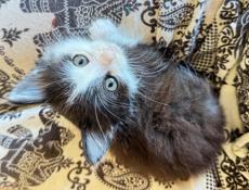 Отдам котенка
