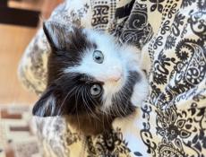 Отдам котенка