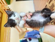 Отдам котенка