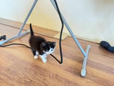 Отдам котенка