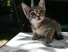 Котята 