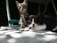 Котята 