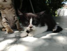 Котята 
