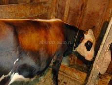 2 быка и корова, один бык 55т