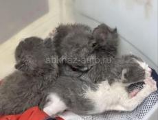Нужна помощь котятам 