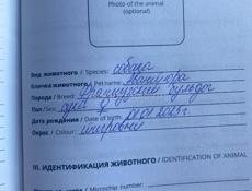 продам французского бульдога