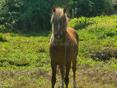 Продаётся лошадь 🐎 