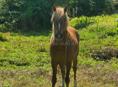 Продаётся лошадь 🐎 