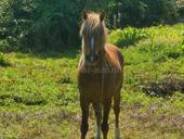 Продаётся лошадь 🐎 