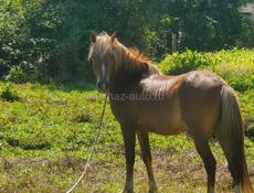 Продаётся лошадь 🐎 